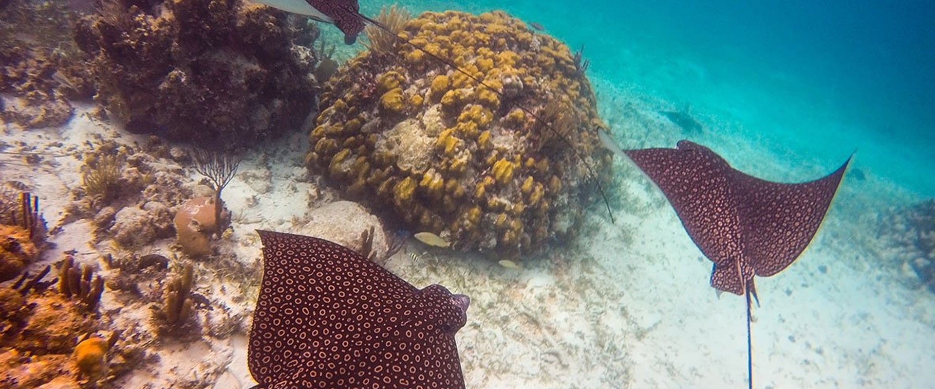 Half Day Snorkeling at Mexico Rocks in Ambergris Caye, Belize