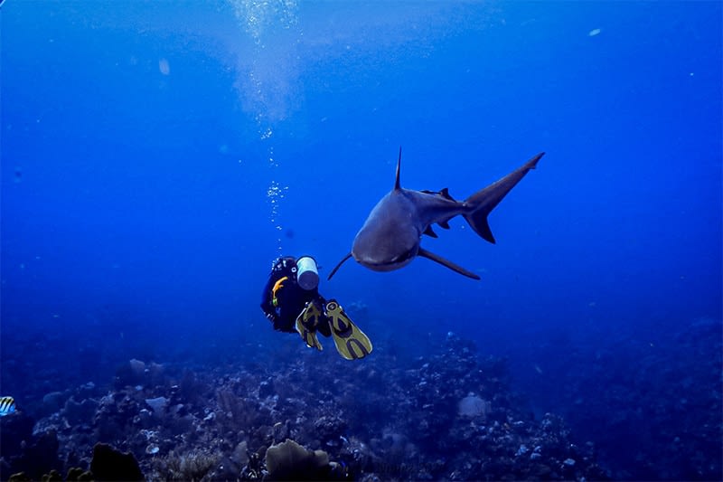 ambergris caye belize dive package